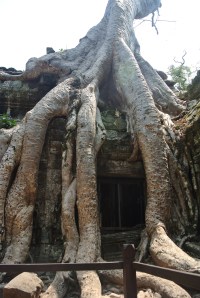 Attack of the Trees!!!