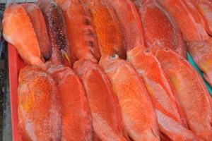 Red Snapper