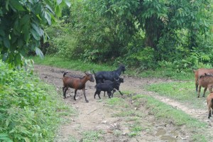 Just before they tried to 'ram' us!! (get it?)