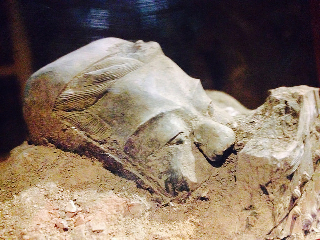 14476599534_9c425850be_z