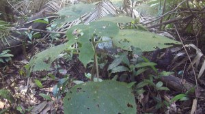 A veritable Poison Ivy!!